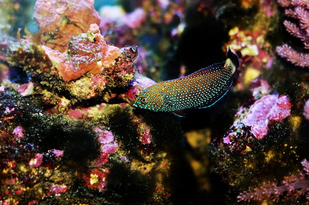 Napoleón de manchas azules - Anampses Caeruleopunctatus