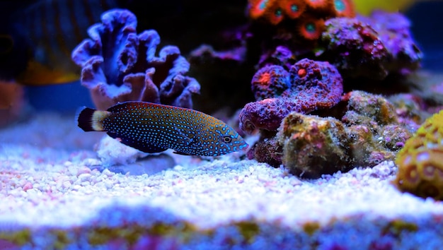 Napoleón de manchas azules - Anampses Caeruleopunctatus