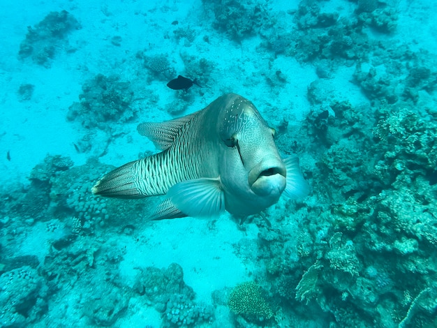 Foto napoleonfisch rotes meer ägypten