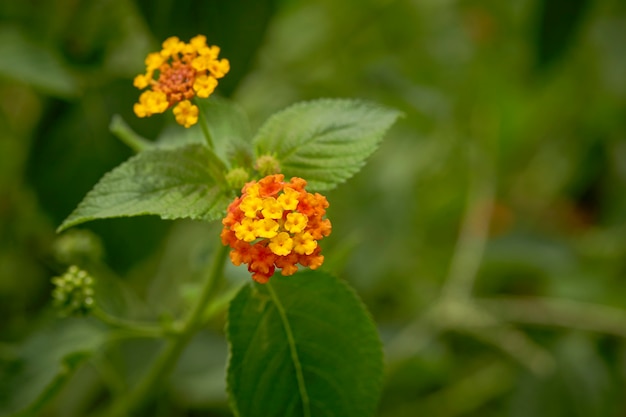 Naranja y amarillo West Indian Lantana florecen en el jardín sobre fondo de naturaleza