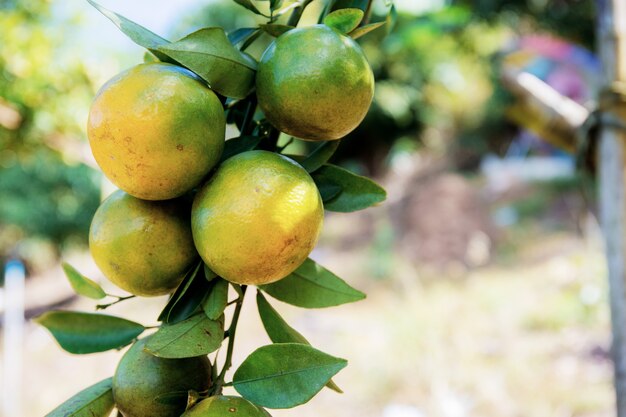 Naranja en árbol en la granja.