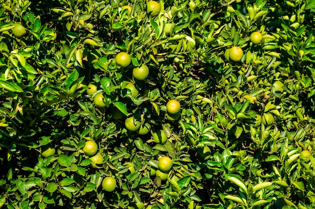 Naranja en el árbol, plantación de frutas.