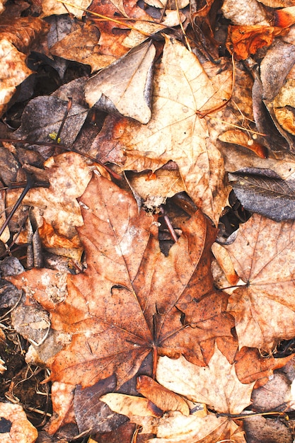 naranja caído otoño hojas textura de fondo