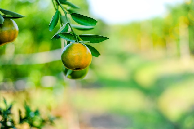 Naranja en la caja no se almacena. Y naranja en el jardín de cítricos, listo para ser lanzado.