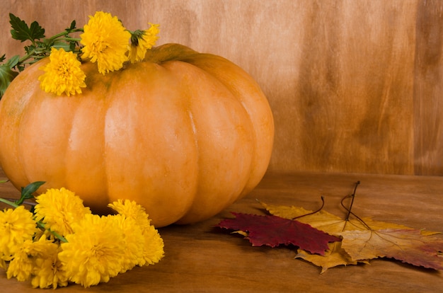 Naranja calabaza con flores amarillas y hojas de arce