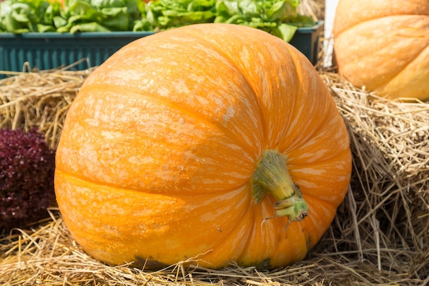 naranja, calabaza, paja, cierre, Arriba