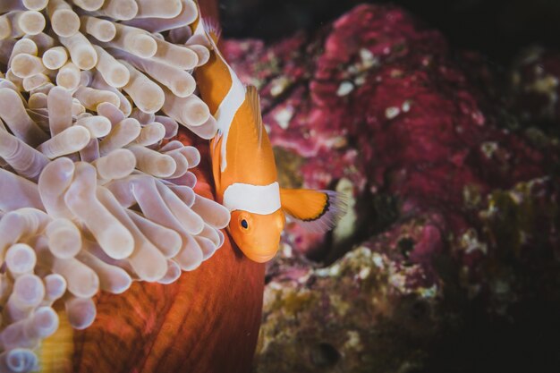 Naranja, clownfish, escondido, anémona, hogar