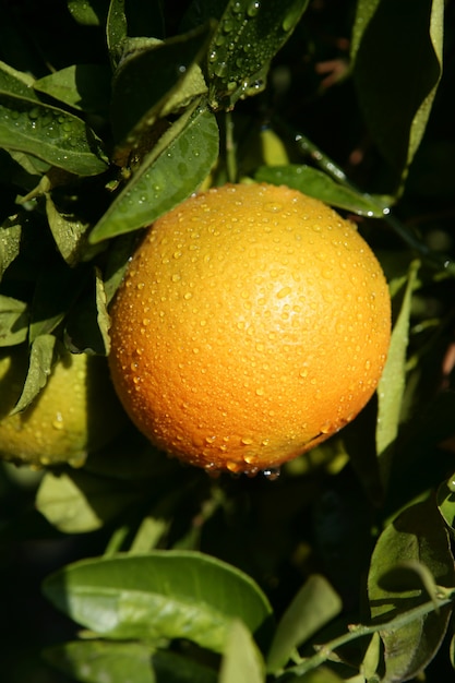 Naranja colgando de un árbol