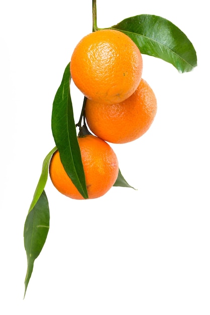 Naranja colgando de una rama