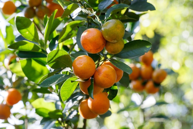 Naranja fresca en la planta de naranjo