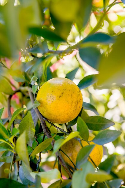 naranja, fruta fresca dietética para jugo