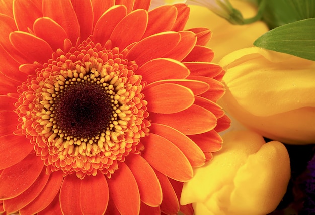 Naranja gerbera tulipán ranunculus jacinto flor de la margarita aislado sobre fondo blanco.