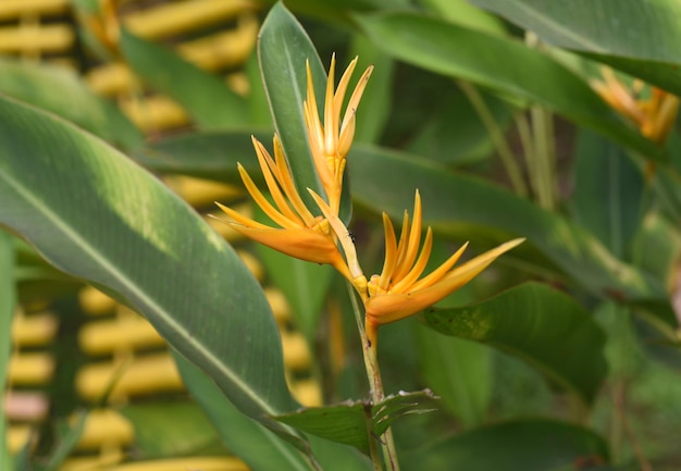 Naranja Heliconia psittacorum creciendo en Vietnam