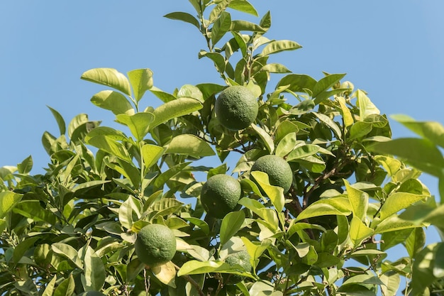 Naranja inmadura en el árbol bajo el sol