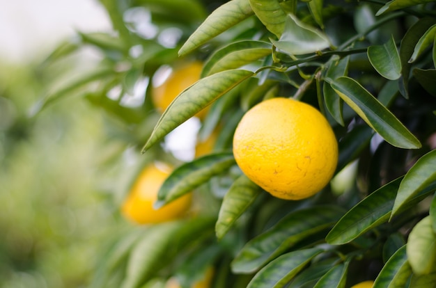 Naranja japonesa