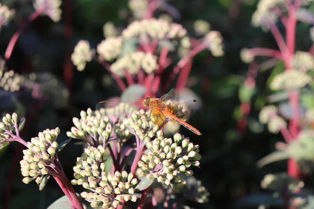 naranja libélula