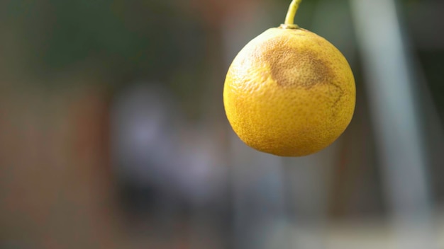 Naranja madura colgada en una rama Naranja de arte colgada en un árbol