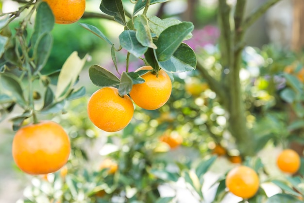 naranja madura colgando de un árbol