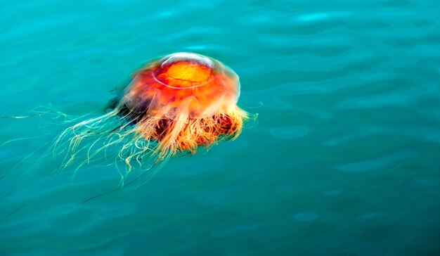 Naranja Marrón Medusas Reserrection Bay Alaska Sea Wildlife