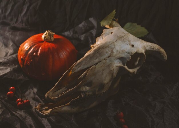Foto naranja de otoño calabaza comida de temporada junto al cráneo de un animal tal vez una oveja o una cabra mys
