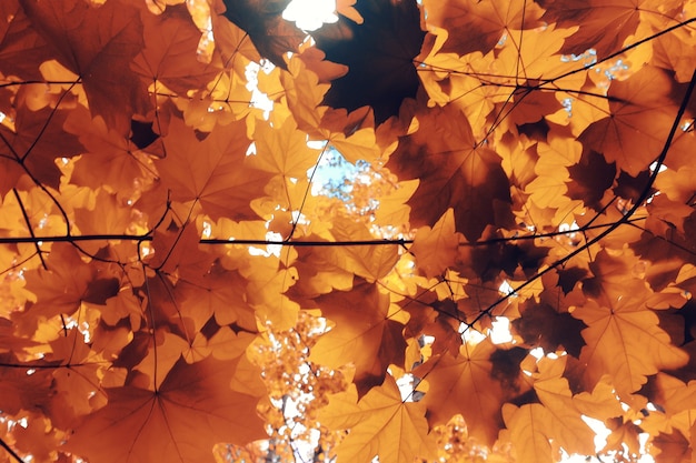 naranja otoño hojas cayendo fondo de otoño ramas amarillas arce