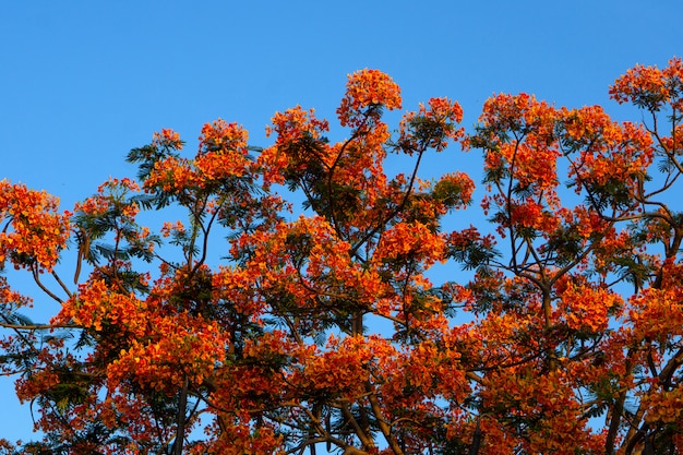 Naranja Royal Poinciana con cielo azul