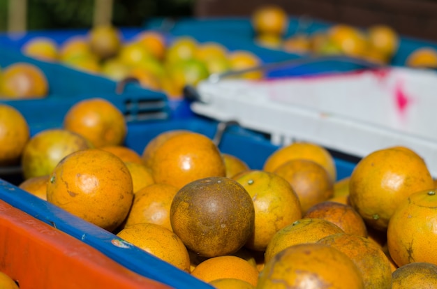 Naranja shogun madura en canasta. fruta de mandarina