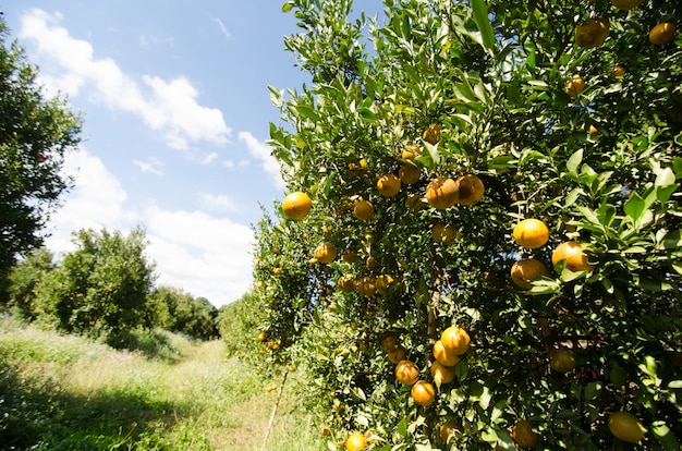 Naranja shogun madura colgando en el árbol. fruta de mandarina