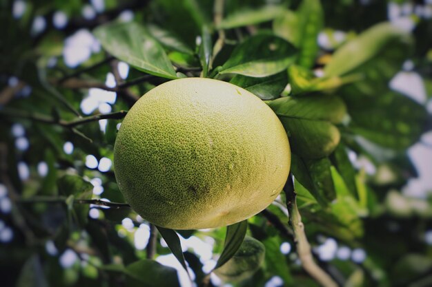 Una naranja verde cuelga de un árbol con hojas verdes.