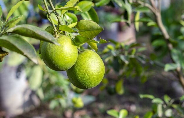 Naranja verde orgánico que crece en el jardín de su casa de cerca