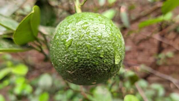 Una naranja verde en una rama con la palabra naranja en ella