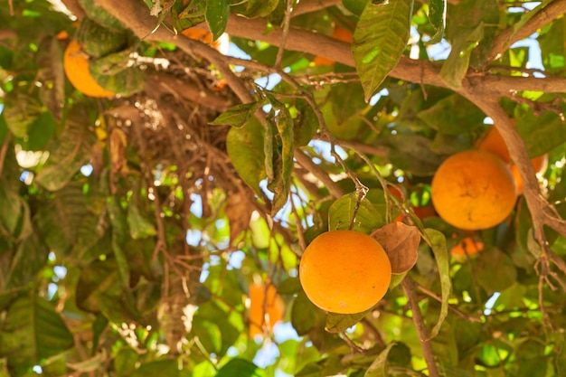 Naranjas en árbol en día soleado