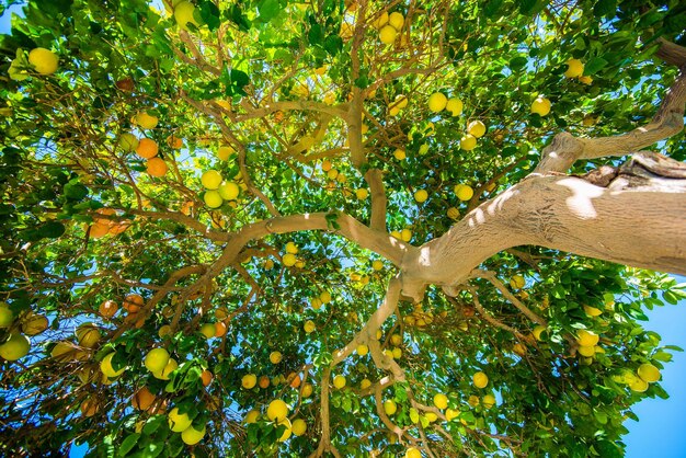 Foto naranjas en el arbol