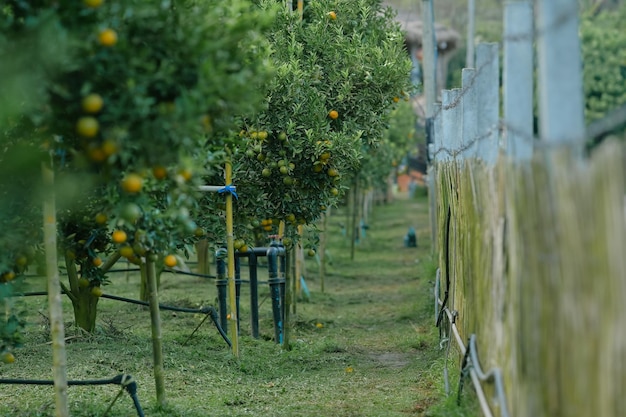 Las naranjas crecen en árboles frutales en exuberantes huertos