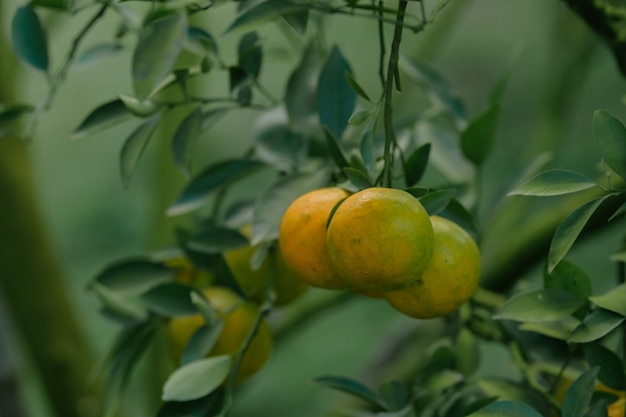 Foto las naranjas crecen en árboles frutales en exuberantes huertos