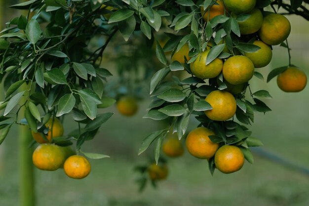 Las naranjas crecen en árboles frutales en exuberantes huertos