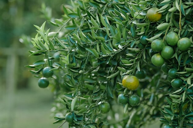 Las naranjas crecen en árboles frutales en exuberantes huertos