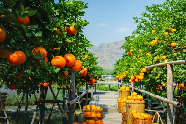 Foto naranjas frescas en la plantación de naranjas mandarinas