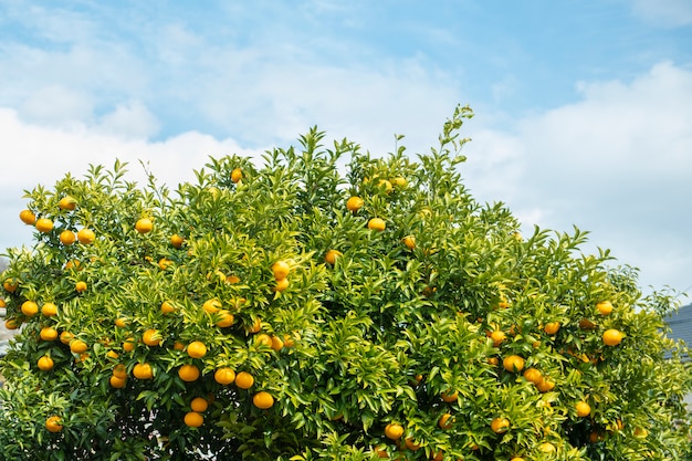 Naranjas frutas con cielo azul