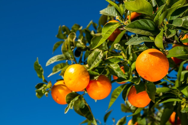 Naranjas jugosas en una rama sobre fondo de cielo azul.