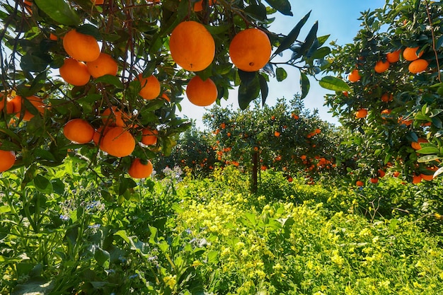 Foto naranjas maduras en el árbol en el jardín de naranjos cosecha de naranjas en sicilia italia europa