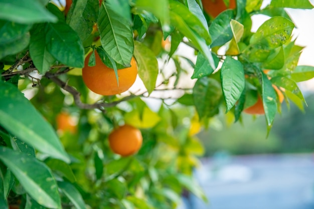 naranjas maduras en el árbol en el sur de España