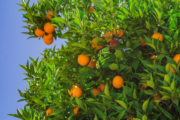 Naranjas maduras en un árbol