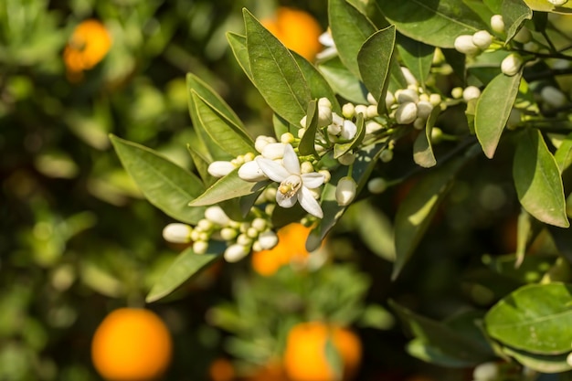 Naranjas maduras colgando de un naranjo floreciente