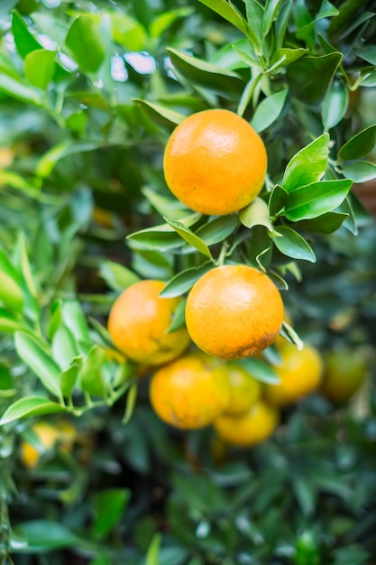 Naranjas maduras y frescas que cuelgan en la ramificación, huerto de naranjos