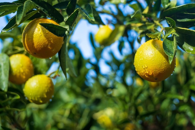 Naranjas maduras en las ramas de los árboles en un jardín de naranjas con gotas de agua