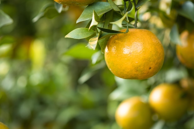 Las naranjas maduras en las ramas tienen hojas verdes Naranja en la granja con espacio de copia.