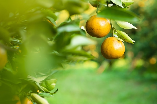 Las naranjas maduras en las ramas tienen hojas verdes Naranja en la granja con espacio de copia.