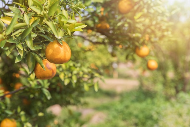 Naranjas mandarinas maduras y frescas colgando de un huerto de naranjos de rama Montón de naranjas maduras colgando de un árbol