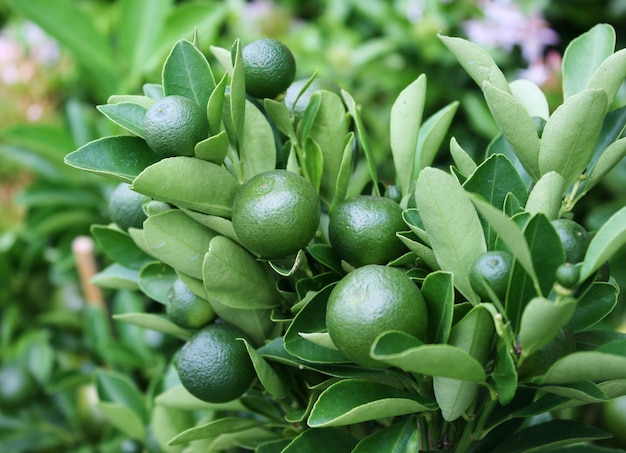 Naranjas verdes que crecen en el árbol